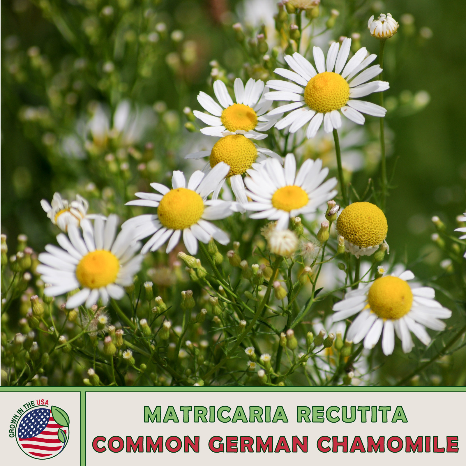 1000 Common German Chamomile Seeds, Matricaria recutita, Herbal Tea
