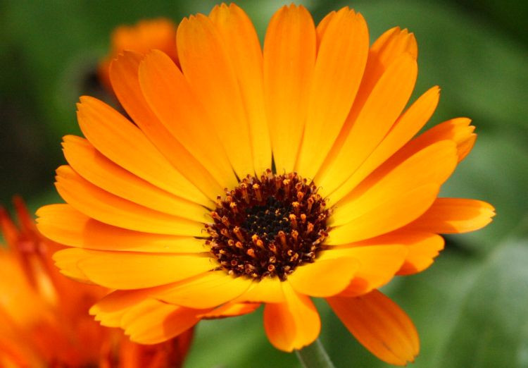 4500+ Seeds 1oz=29g CALENDULA officinalis, ORGANIC, Edible Flowers, Medicinal