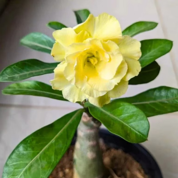 Double Yellow Desert Rose Live Plant – 3-6″ Tall – Adenium Obesum Succulent