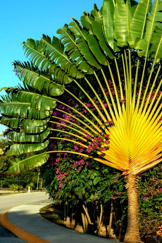 TRAVELERS PALM TREE SEEDS (Ravenala madagascariensis) Bird of Paradise Plant