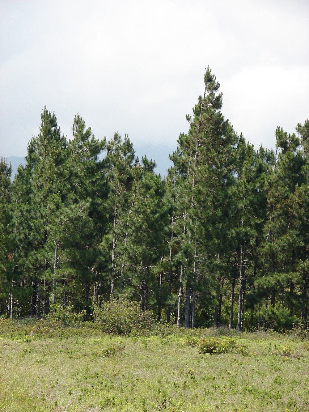 Slash Pine Tree | Premium Seeds | Pinus elliottii | Plants’®