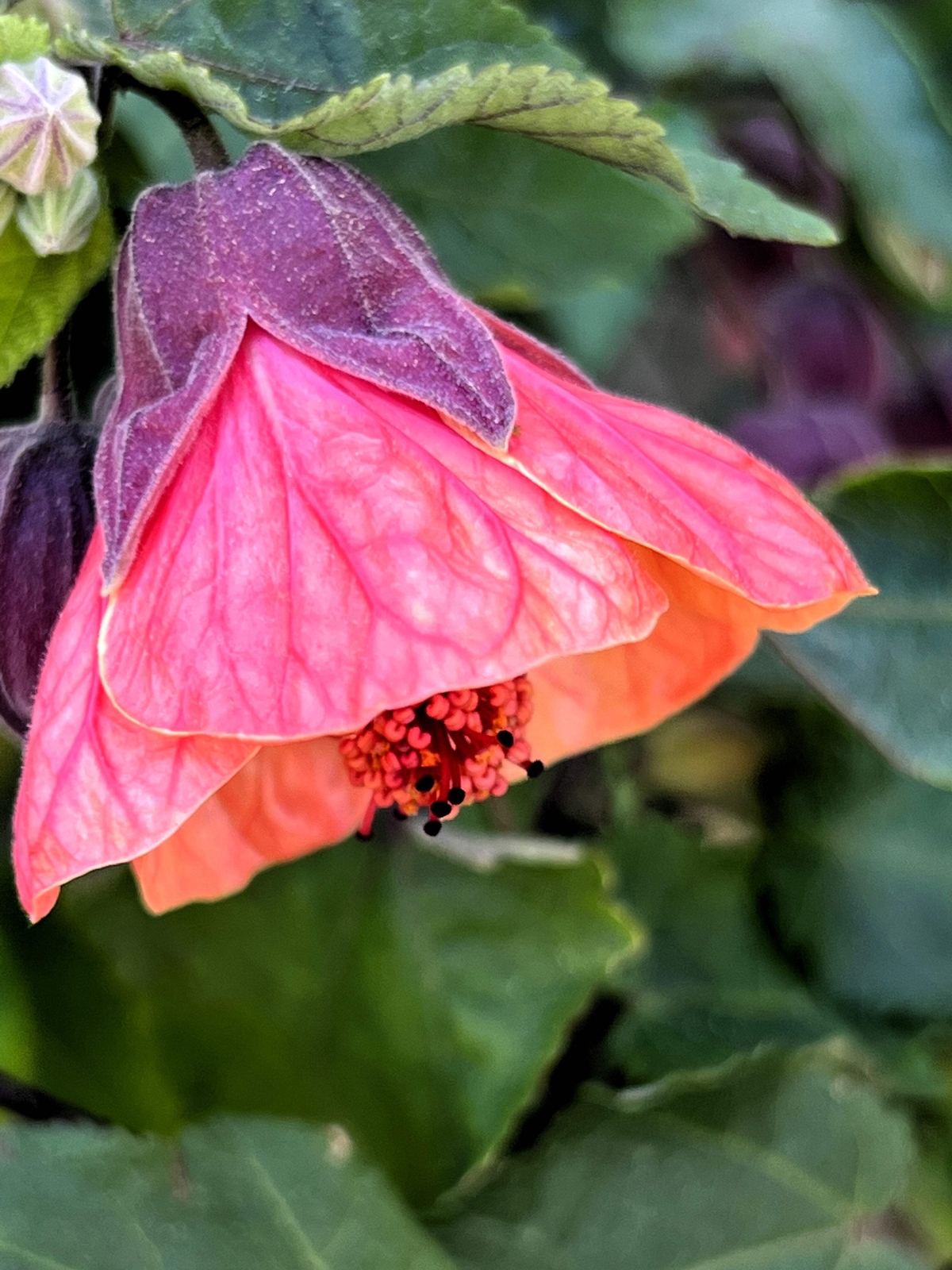 30 Mixed Colors FLOWERING MAPLE Abutilon Hybridum Chinese Bell Flower Tree Seeds