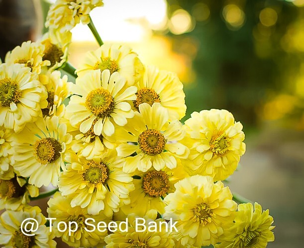 50+ Zinnia, Isabellina Flower seeds, Cream-yellow Zinnia Elegans + Free GIFT