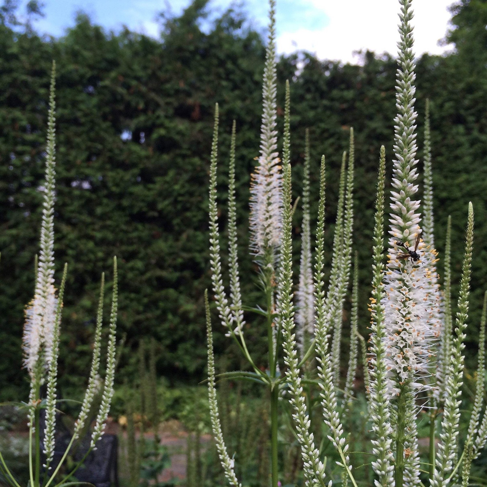 Culver’s Root Seeds (Veronicastrum virginicum) ~Native Wildflower Pollinator