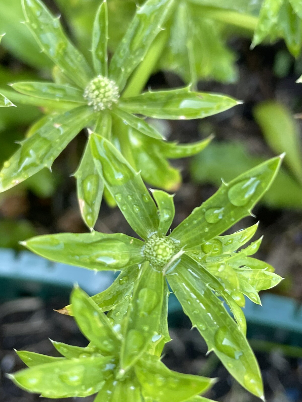 200+ Culantro non-gmo Seeds | Mexican Coriander Asian Ngò Gai Recao Shadow Beni
