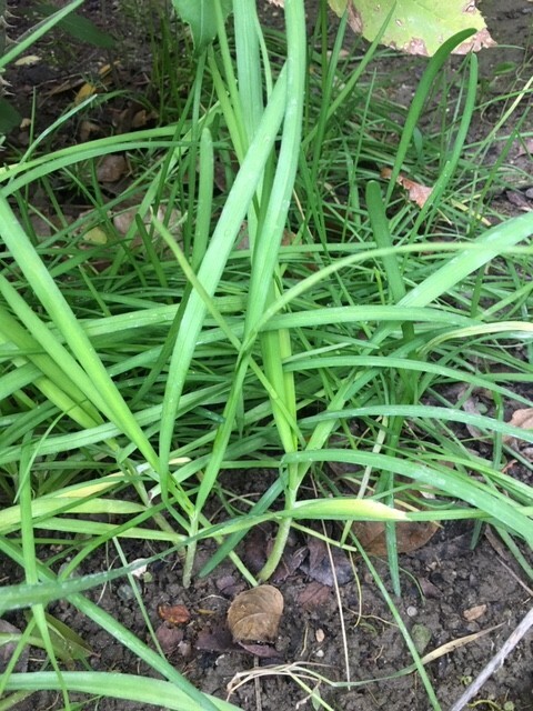 Fresh Cut Home Grown Herbs: Rosemary, Lavender, Garlic Chives, Oregano, Rue, Mar