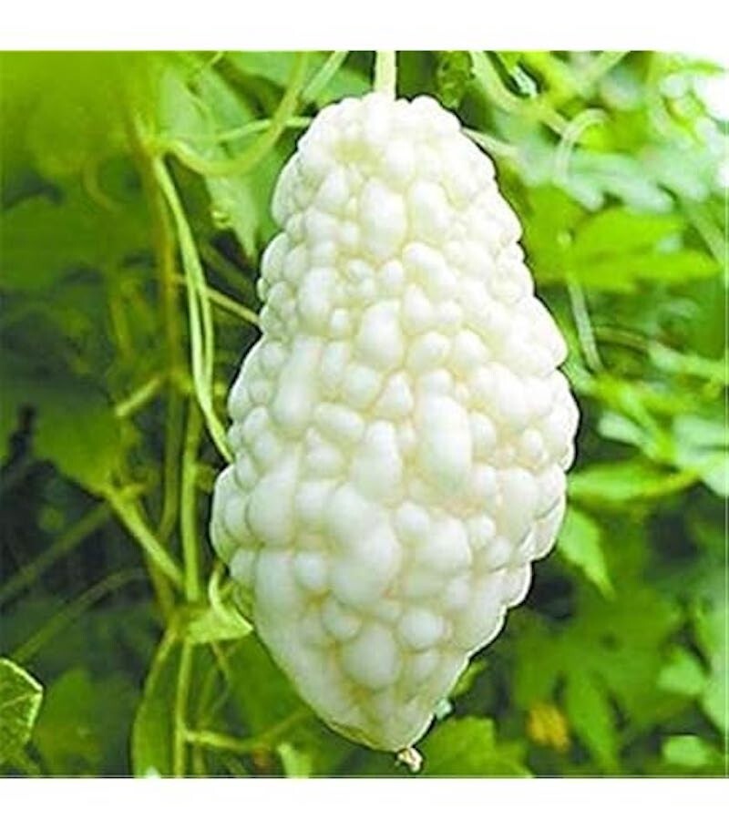 Organic Green or White Skin Long Bitter Gourd Seeds , 2025 Season
