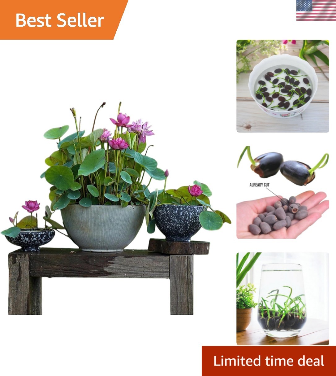 High Germination 12pcs Mixed Lotus Seeds – Cultivate Beauty Indoors & Outdoors