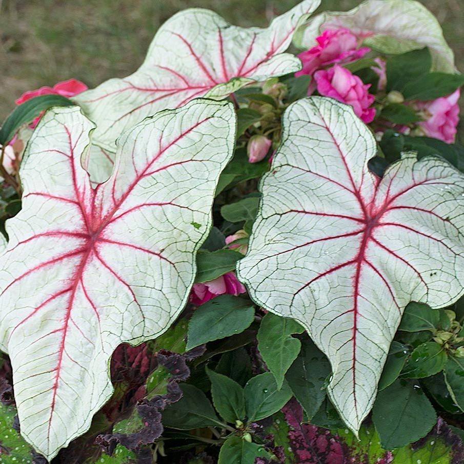 (5) “Red Flash Caladiums” Large Bulbs for Spectacular Blooms