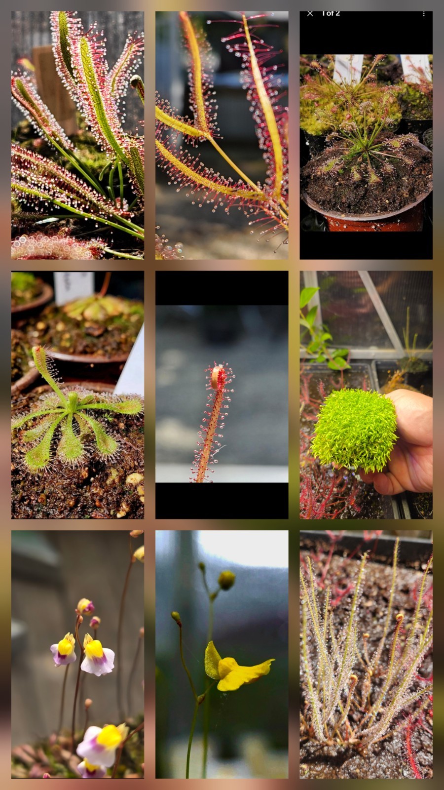 CARNIVOROUS PLANT SEEDS 100+ Seeds
