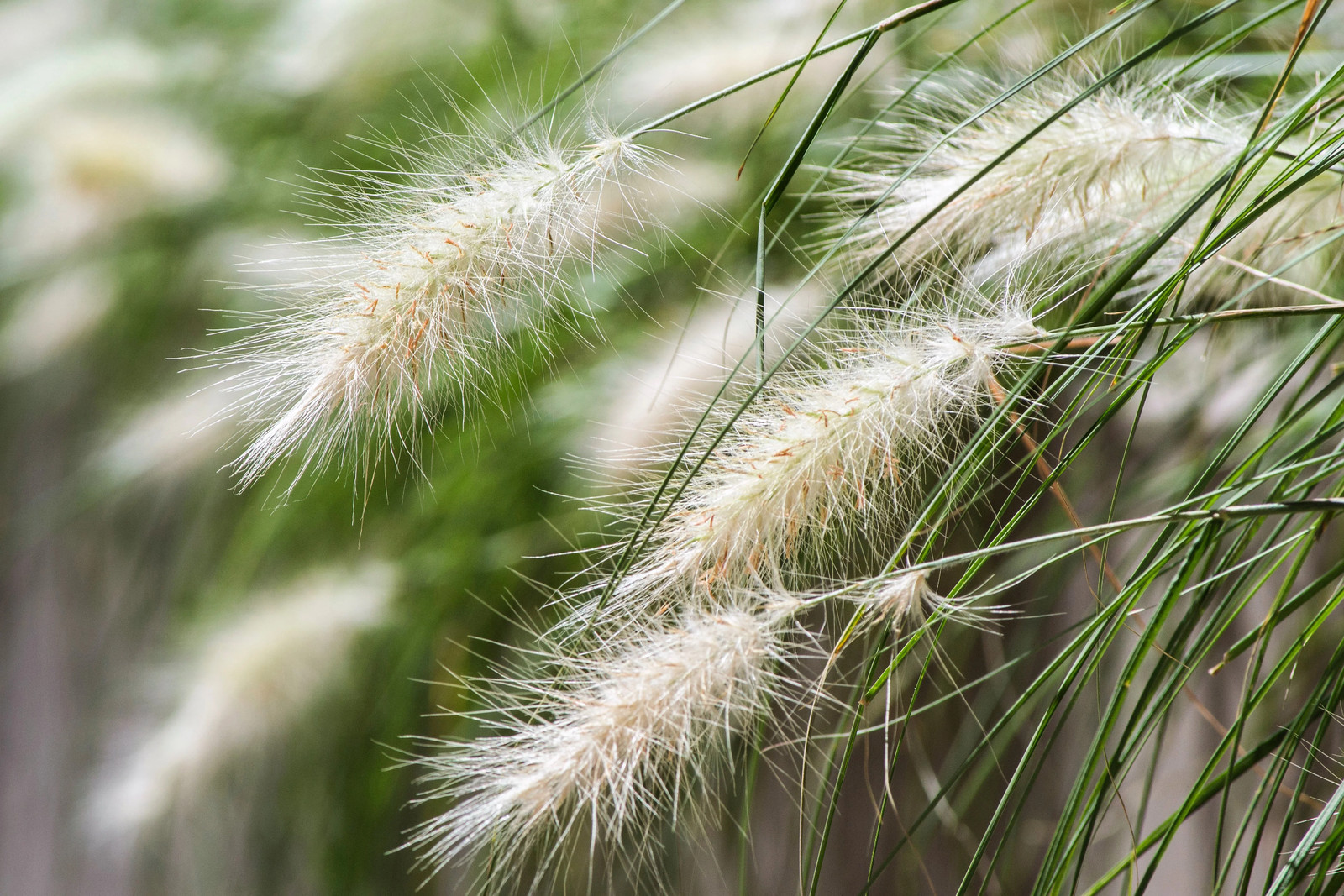25 DWARF FOUNTAIN GRASS Pennisetum Alopecuroides Hardy White Ornamental Seeds