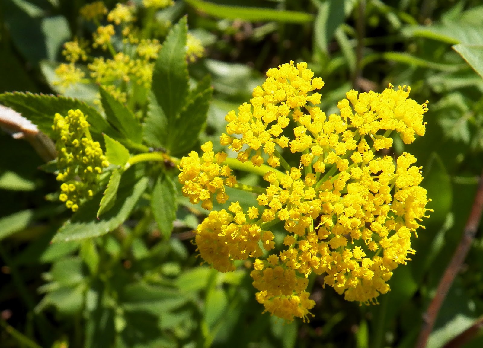 95 SEEDS – golden alexanders GOLDEN ZIZIA yellow – USA GroCo – BUY 15-SHIPS FREE