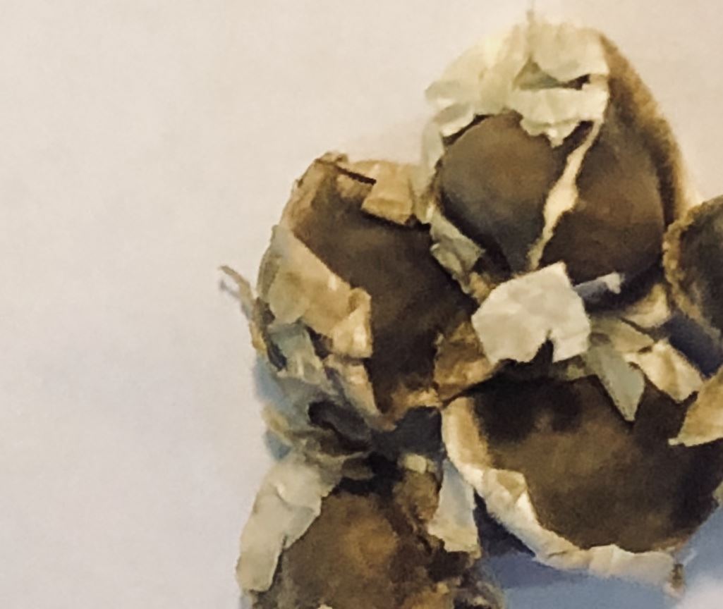 Moringa Oleifera Seed Whole