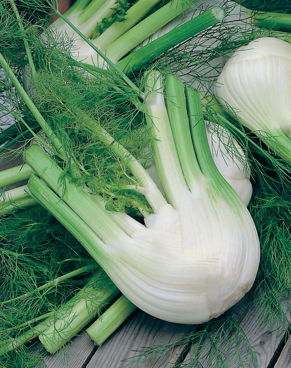 Herb Seed: Florence Fennel 250+ seeds Fresh seed