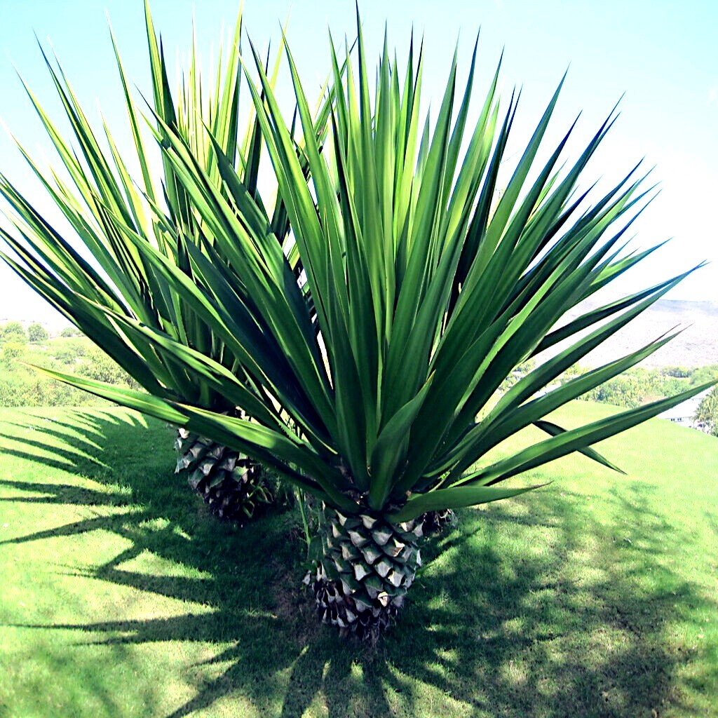 (Agave sisalana) Seeds Rare “Century Plant” Exotic Succulent “Sisal” Cactus Tree