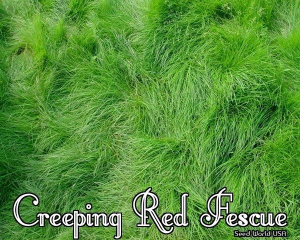 Boreal Creeping Red Fescue Grass Seed (Festuca rubra) 10 Lbs.