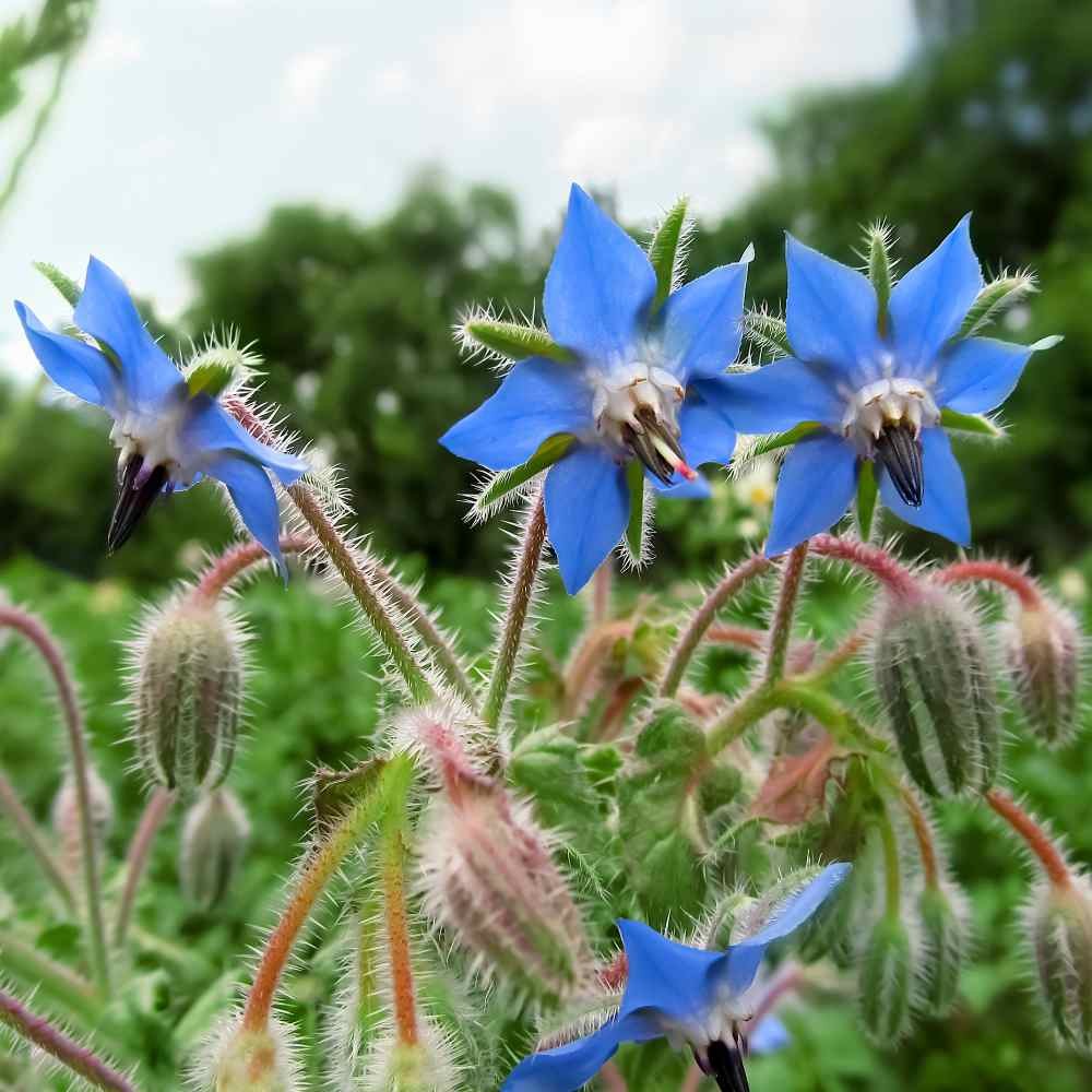1 OZ Heirloom Borage Herb Seeds For Microgreens or Sprouting