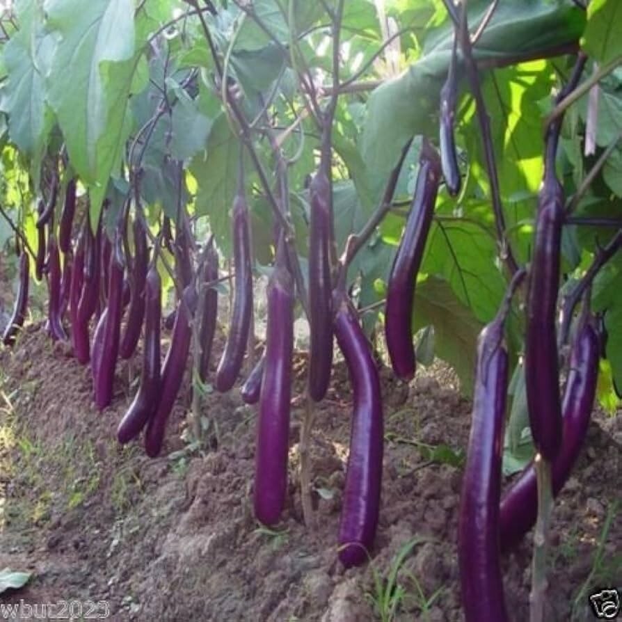55 Organic Non-GMO Long Purple Italian Eggplant Seeds – Seeds Of Tomorrow