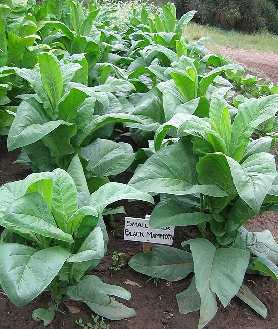 1000 Black Mammoth Tobacco Seeds ~ Heirloom Nicotiana Tabacum ~ Pipe and Snuff