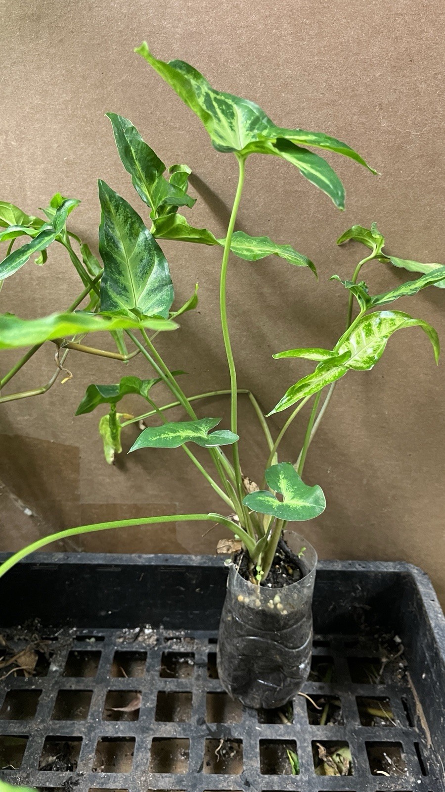 Syngonium Podophyllum Variegated deep cut arrow head plant.