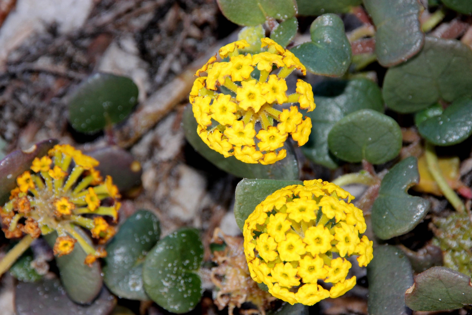 20 YELLOW SAND VERBENA Coastal Abronia Latifolia Arenaria Flower Seeds *Comb S/H