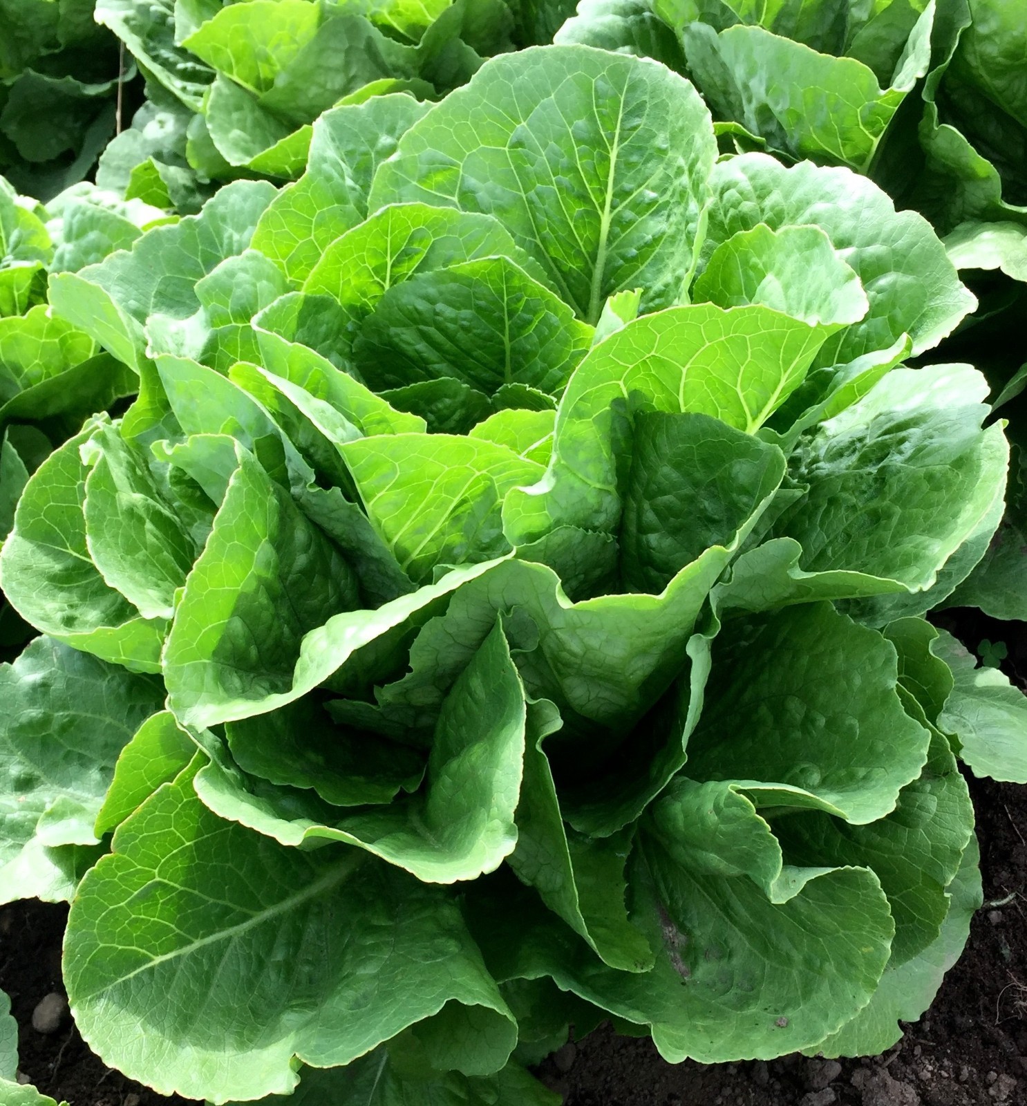1g– Lettuce Seeds (900) – Premium Harvest of Fresh- Parris Island Romaine – B 64
