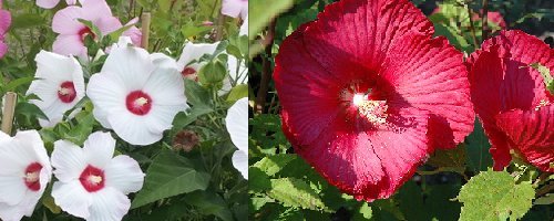 Hardy Hibiscus – Mixed Colors – Perennial – 20 Seeds – Easy to grow! red, white