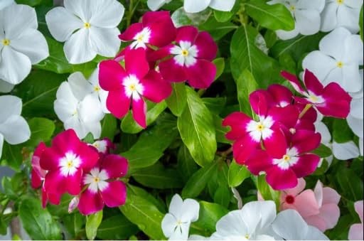 Periwinkle Flower Seeds for Planting – 1000+ Mixed Vinca Colors, Non-GMO