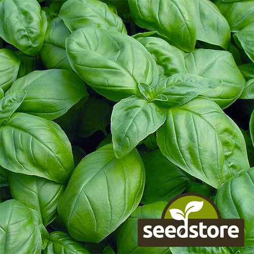Sweet Basil Seeds | Heirloom – Non-GMO | Free Shipping | Herb Seeds | 1130