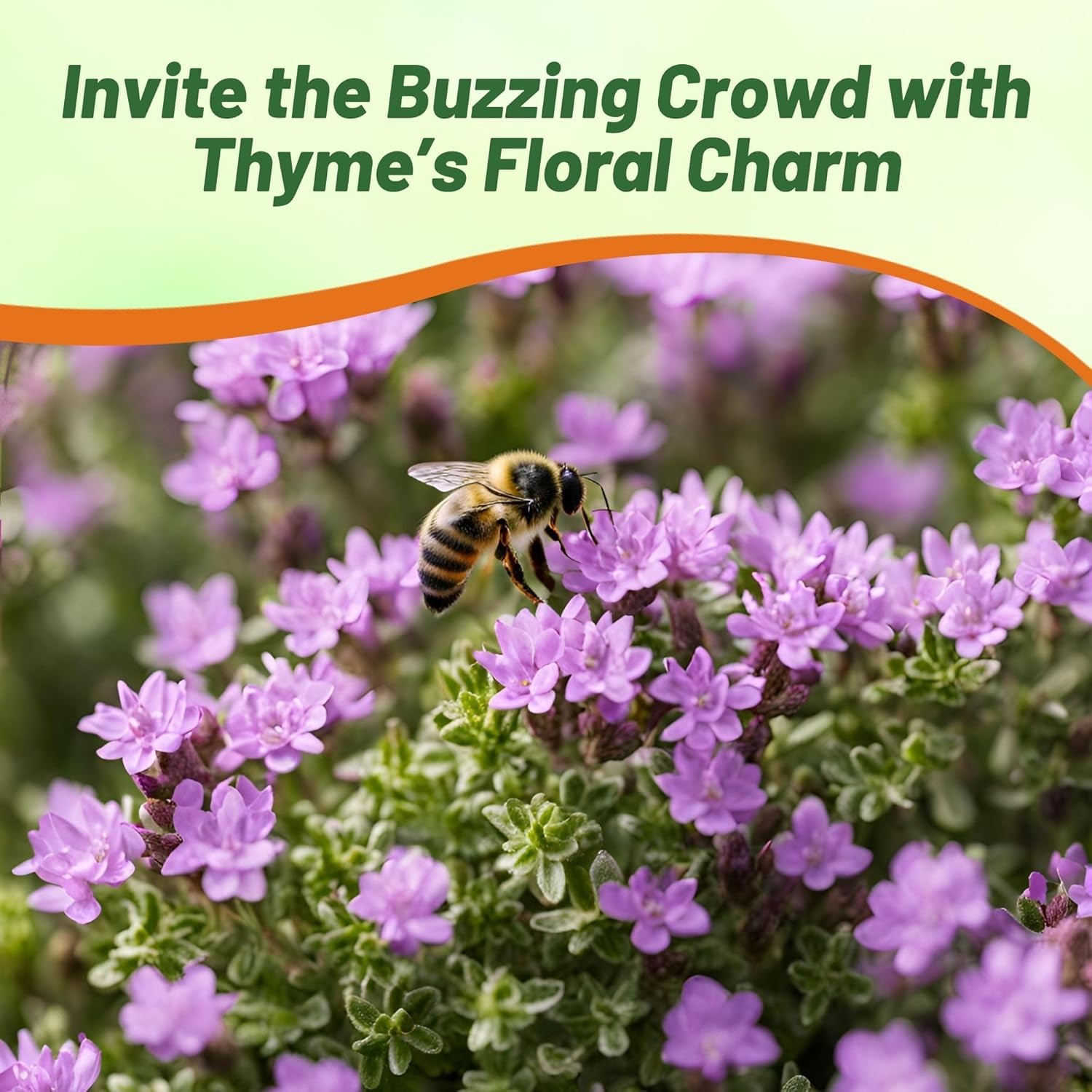 5000 Seeds Creeping Thyme Seeds For Planting | Mother of Thyme Ground Cover Seed