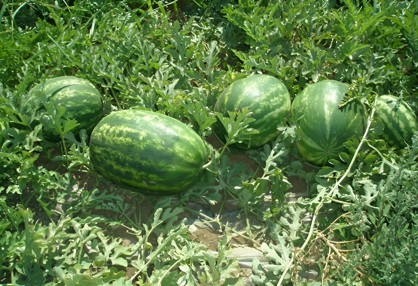 25 Yellow Watermelon Seeds – Heirloom Yellow Crimson Sweet – Organic NonGMO