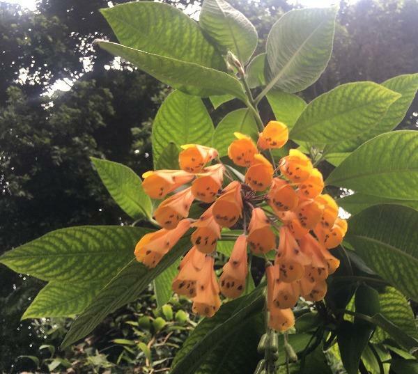 Bomarea sp. Orange | Orange Bomarea | 10 Seeds