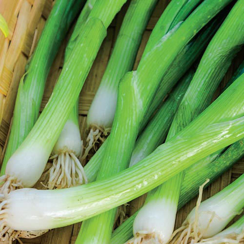 500+JAPANESE Evergreen Bunching GREEN ONION Seeds Welsh Nebuka He Shi Ko 70 Day