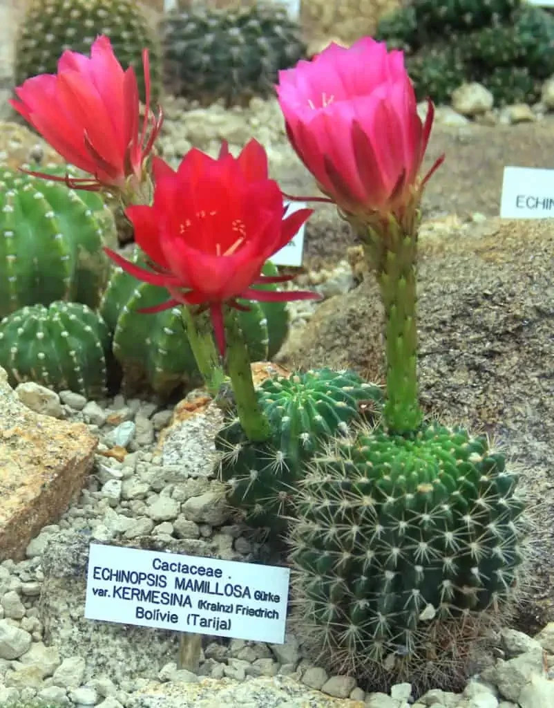 Echinopsis Mamillosa v. Flexilis 5 Seeds Free Shipping!