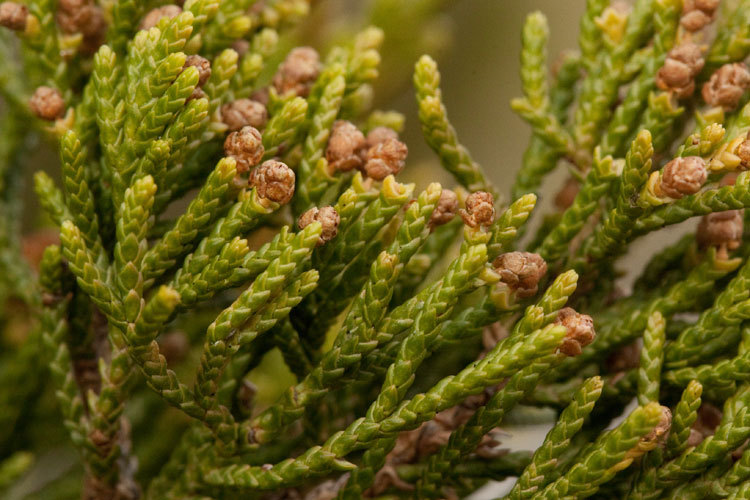 Eastern Red cedar, Juniperus virginiana, Tree Seeds