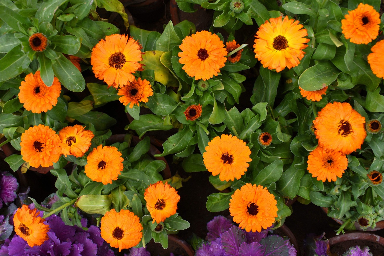 500 Mixed Colors FANCY MIX Pot MARIGOLD Calendula Officinalis Flower Seeds
