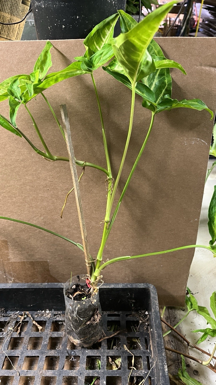 Syngonium Podophyllum Variegated deep cut arrow head plant.