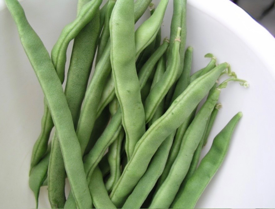 Kentucky Wonder Pole Bean – Fresh Seeds – Four Seasons/Old Homestead, Non-GMO