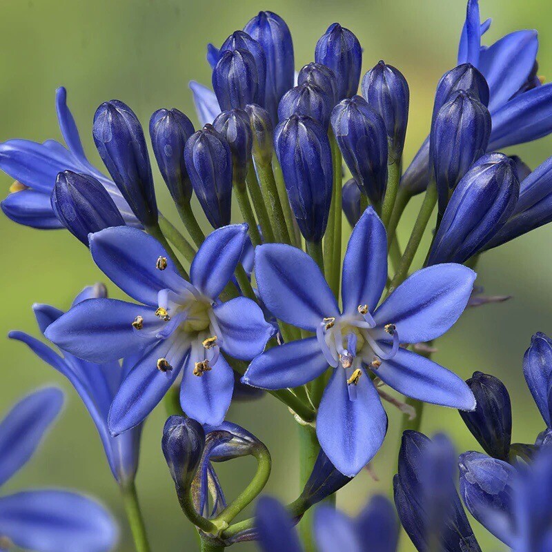 25 Seeds Lily of the Nile Blue Agapanthus African Lily