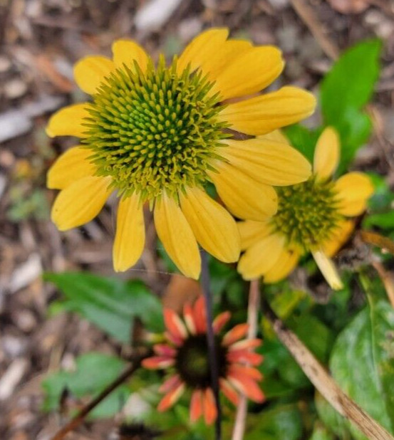 100 SEEDS CHEYENNE SPIRIT CONEFLOWER Echinacea in Orange Red Yellow Purple Pink