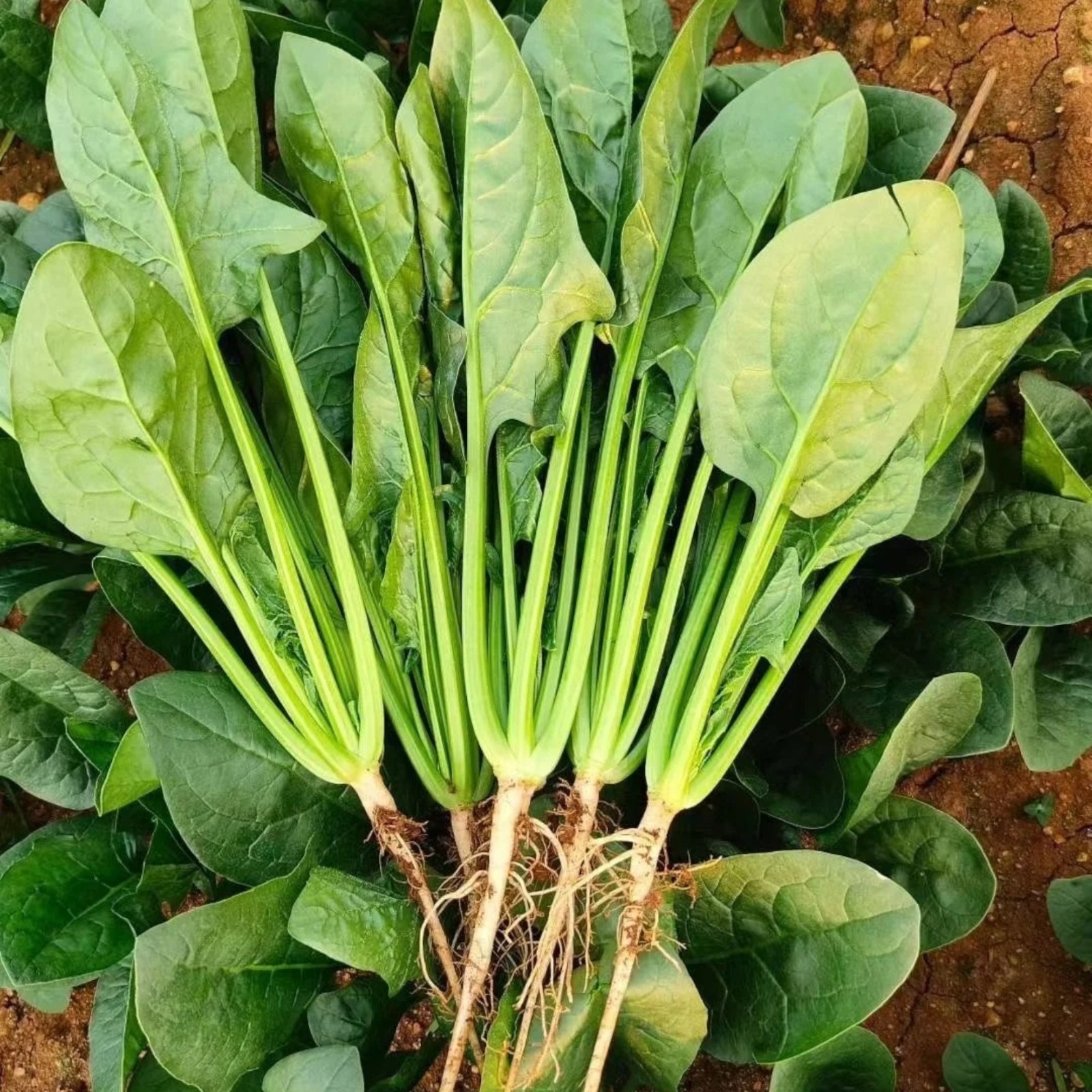 1000 Spinach Seeds Heirloom Leafy Green Vegetable for Home Garden