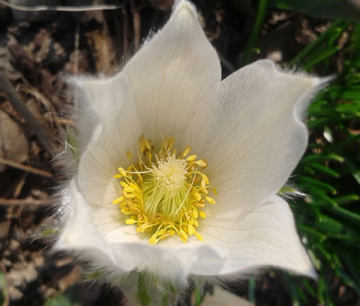 PASQUE FLOWER WHITE Pulsatilla Vulgaris Alba – 100 Bulk Seeds