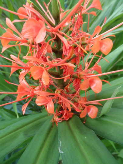 2x Pink Hedychium ginger rhizomes, Beautiful bright blooms, quick growing!