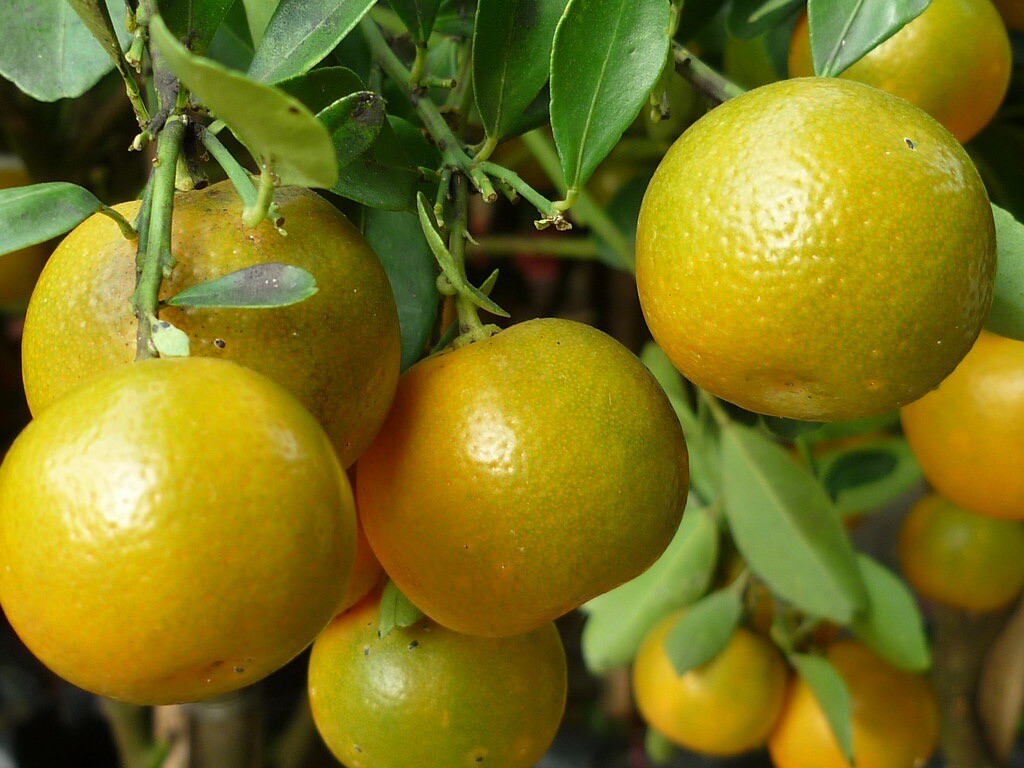 5 Seeds Tac Chua Viet Nam Hat Giong Cay Quay Kumquat Trai Tron Citrus Microcarpa