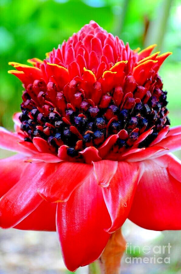 10 RED TORCH Ginger Seeds (Etlingera elatior) Flower Tropical Garden Plant RARE!