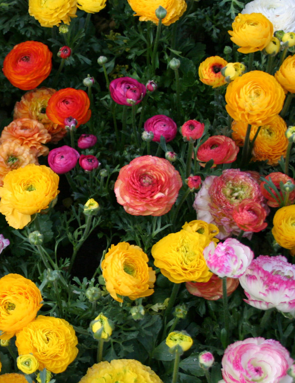 25 Mixed Buttercup Bulbs – Bright Colorful Ranunculus Flowers for Garden Plantin