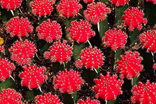 50 Gymnocalycium Species Mix Cacti Seeds – Vibrant Colored Cacti – Ships from Io