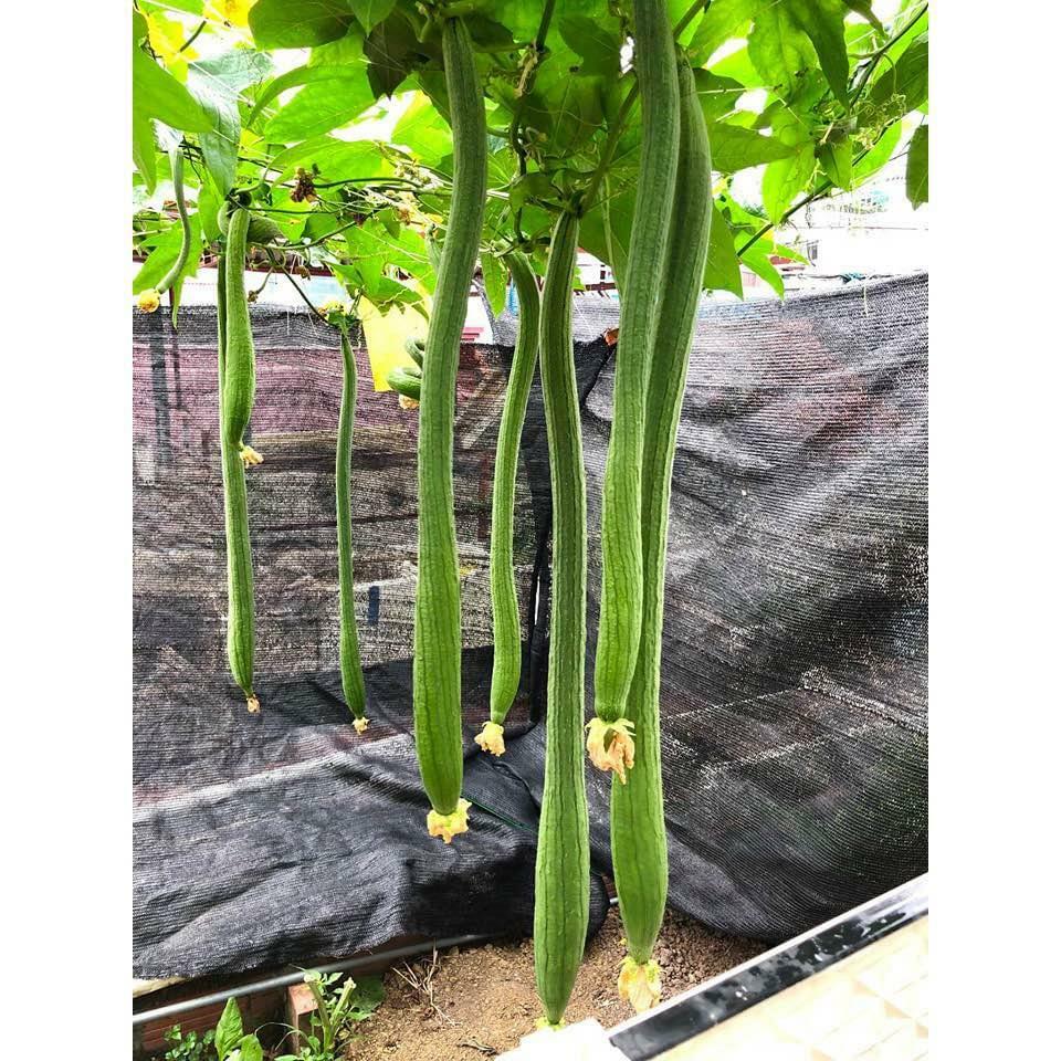 Extra Long Luffa And Bitter Melon And Long Yard Bean 100 Seeds