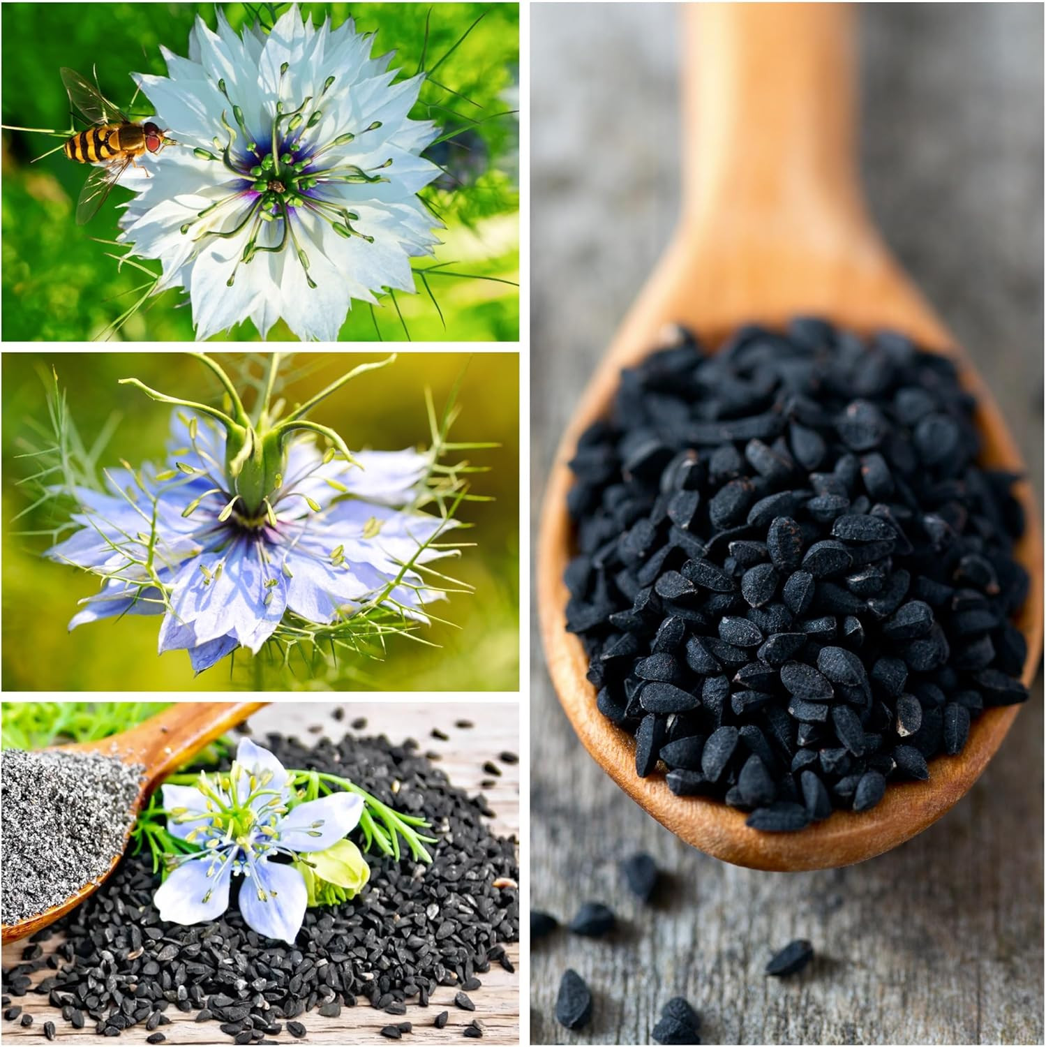 Needs, Black Cumin Seeds – 800 Heirloom Seeds for Planting Nigella Sativa – N…