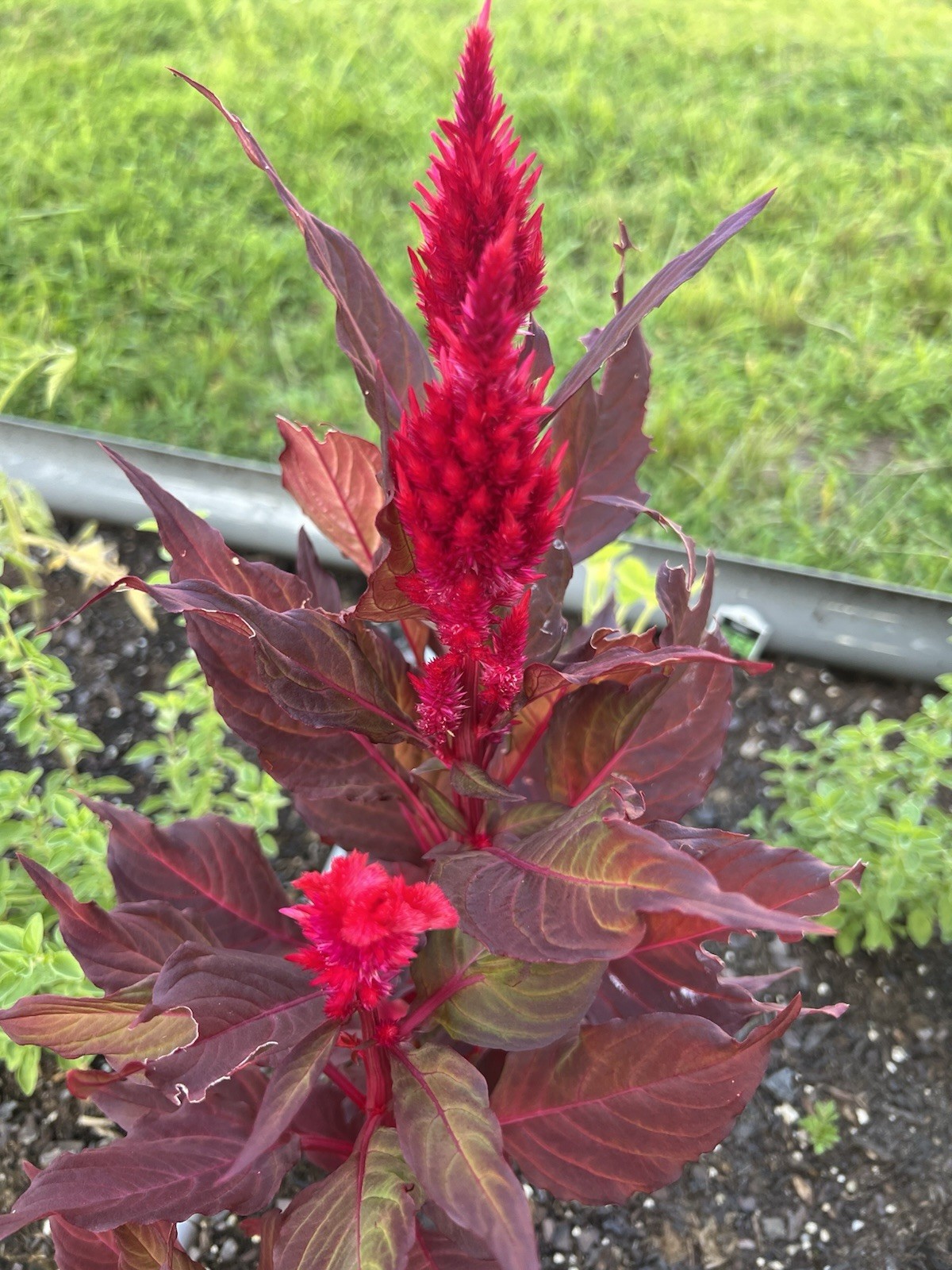 50 Red Celosia Seeds | Plumed Cockscomb | Red Cockscomb | Flowers